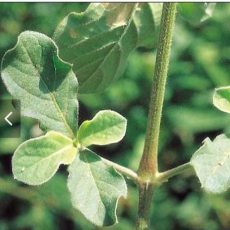 Daun Jarong - Achyranthes Aspera Leaf (Dried and Powder)