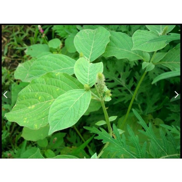 Daun Jarong - Achyranthes Aspera Leaf (Dried and Powder)