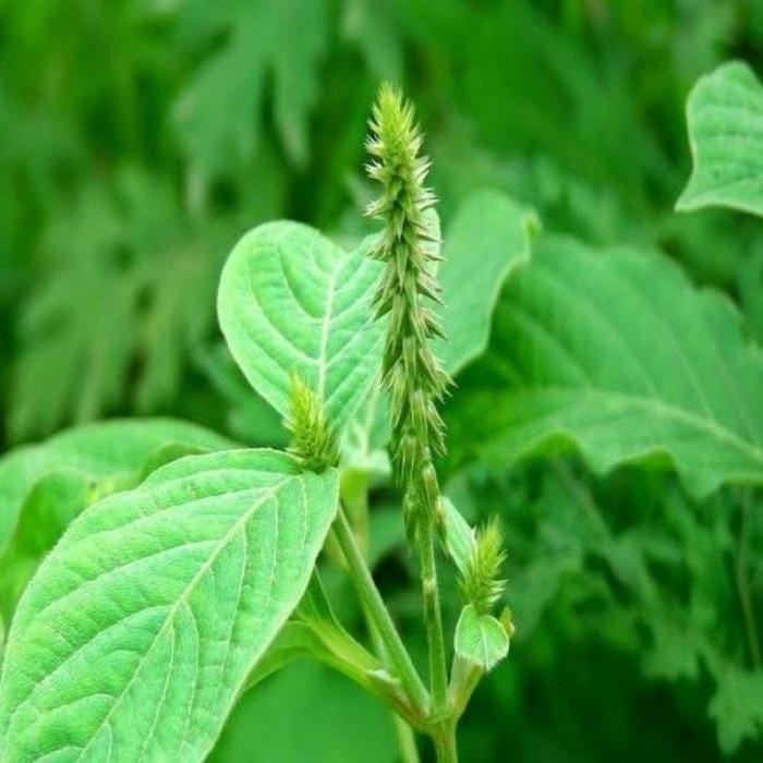 Daun Jarong - Achyranthes Aspera Leaf (Dried and Powder)