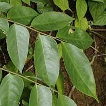 Daun Belimbing Manis - Averrhoa Carambola Leaf (Dried and Powder)
