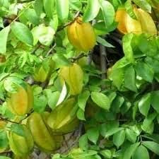 Daun Belimbing Manis - Averrhoa Carambola Leaf (Dried and Powder)