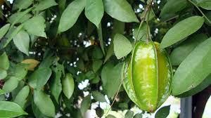 Daun Belimbing Manis - Averrhoa Carambola Leaf (Dried and Powder)