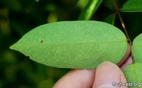 Daun Belimbing Manis - Averrhoa Carambola Leaf (Dried and Powder)