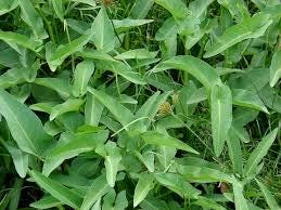 Daun Kangkung - Ipomoea Aquatica Forsk Leaf (Dried and Powder)