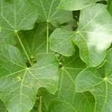Daun Jarak Pagar - Jatropha Curcas Leaf (Dried and Powder)