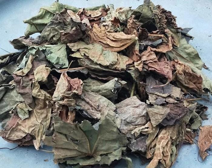 Daun Jarak Pagar - Jatropha Curcas Leaf (Dried and Powder)
