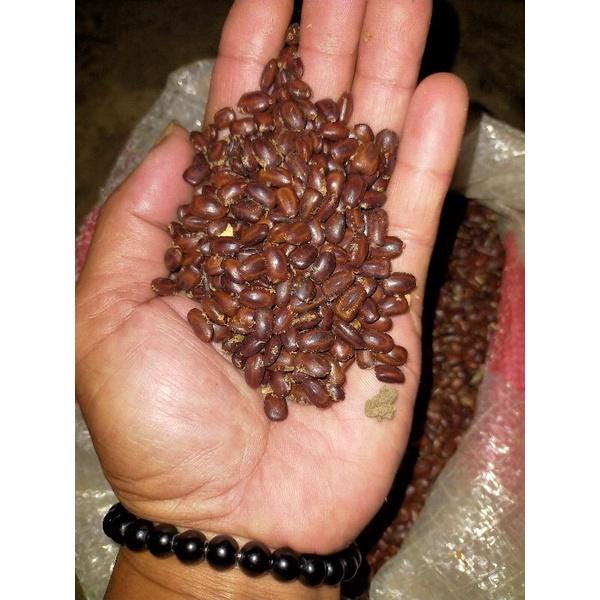 Biji Trembesi - Pithecellobium saman Seed