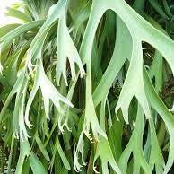 Daun Tanduk Rusa - Platycerium Coronarium Leaf (Dried and Powder)