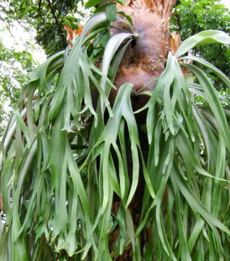 Daun Tanduk Rusa - Platycerium Coronarium Leaf (Dried and Powder)