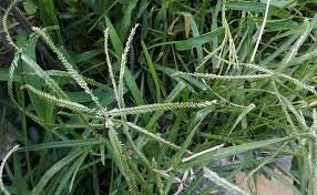 Rumput Belulang - Eleusine Indica (Dried and Powder)