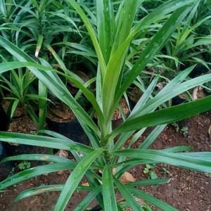 Daun Suji - Dracaena Angustifolia Leaf (Dried and Powder)