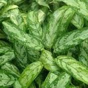 Daun Sri Rezeki - Dieffenbachia Seguine (Dried and Powder)