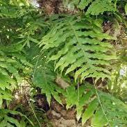 Daun Simbar Layangan - Drynaria Sparsisora (Dried and Powder)