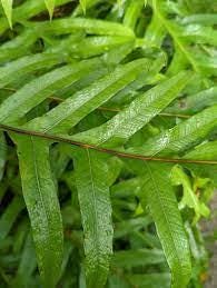 Daun Simbar Layangan - Drynaria Sparsisora (Dried and Powder)