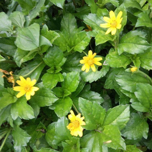 Daun Seruni - Wedelia Calendulacea Leaf (Dried and Powder)