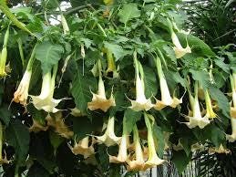 Daun Bunga Terompet - Brugmansia Suaveolens Leaf (Dried and Powder)