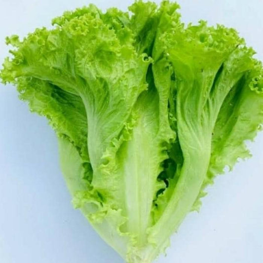Daun Selada - Lactuca Sativa (Dried and Powder)