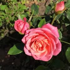 Bunga Mawar - Rosa Chinensis Jacq. Flower (Dried and Powder)
