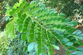 Daun Trembesi - Pithecellobium Saman Benth Leaf (Dried and Powder)