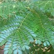 Daun Trembesi - Pithecellobium Saman Benth Leaf (Dried and Powder)