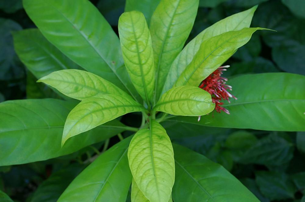 Daun Pule Pandak - Rauvolfia Serpentina Leaf (Dried and Powder)