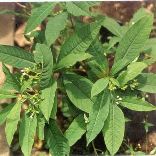 Daun Pule Pandak - Rauvolfia Serpentina Leaf (Dried and Powder)