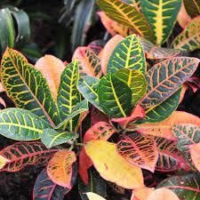 Daun Puring - Codiaeum Variegatum Leaf (Dried and Powder)