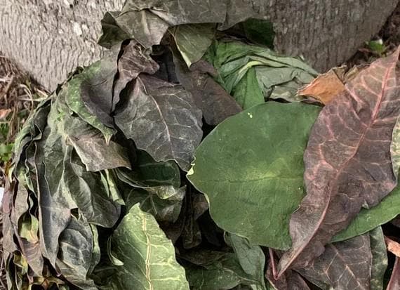 Daun Puring - Codiaeum Variegatum Leaf (Dried and Powder)