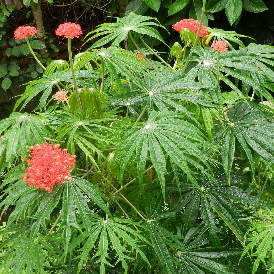 Daun Jarak Tintir - Jatropha Multifida L Leaf (Dried and Powder)