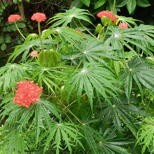Daun Jarak Tintir - Jatropha Multifida L Leaf (Dried and Powder)