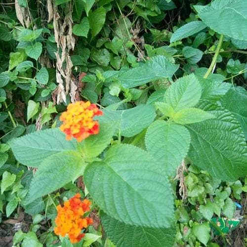 Daun Tembelekan - Lantana Camara L. Leaf (Dried and Powder)