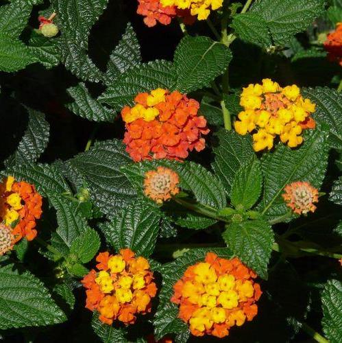 Daun Tembelekan - Lantana Camara L. Leaf (Dried and Powder)