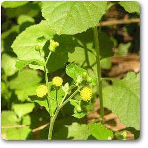 Daun Sembung Kuwuk - Blumea Lacera Leaf (Dried and Powder)