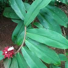 Daun Pacing - Costus speciosus  Leaf (Dried and Powder)