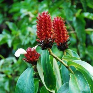 Daun Pacing - Costus speciosus  Leaf (Dried and Powder)