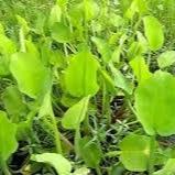 Daun Genjer - Limnocharis Flava Leaf (Dried/Powder)