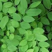 Daun Katuk - Sauropus Androgynus Leaf (Dried and Powder)