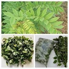 Daun Gamal - Gliricidia Sepium Leaf (Dried and Powder)