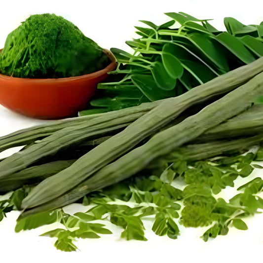 Biji Kelor Hitam - Moringa oleifera (Dried and Peeled Seeds)