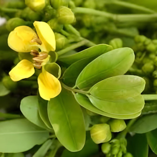 Daun Johar - Cassia siamea Lamk Leaf (Dried and Powder)