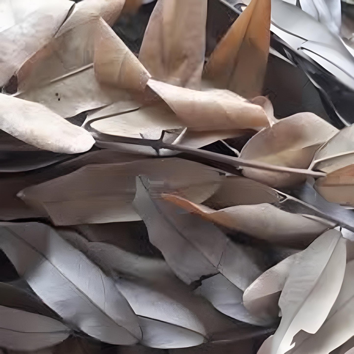 Daun Johar - Cassia siamea Lamk Leaf (Dried and Powder)