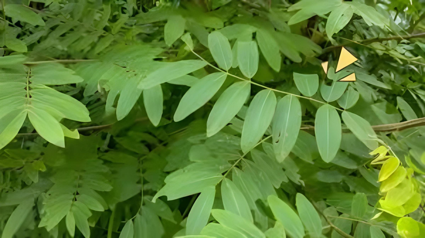Daun Johar - Cassia siamea Lamk Leaf (Dried and Powder)