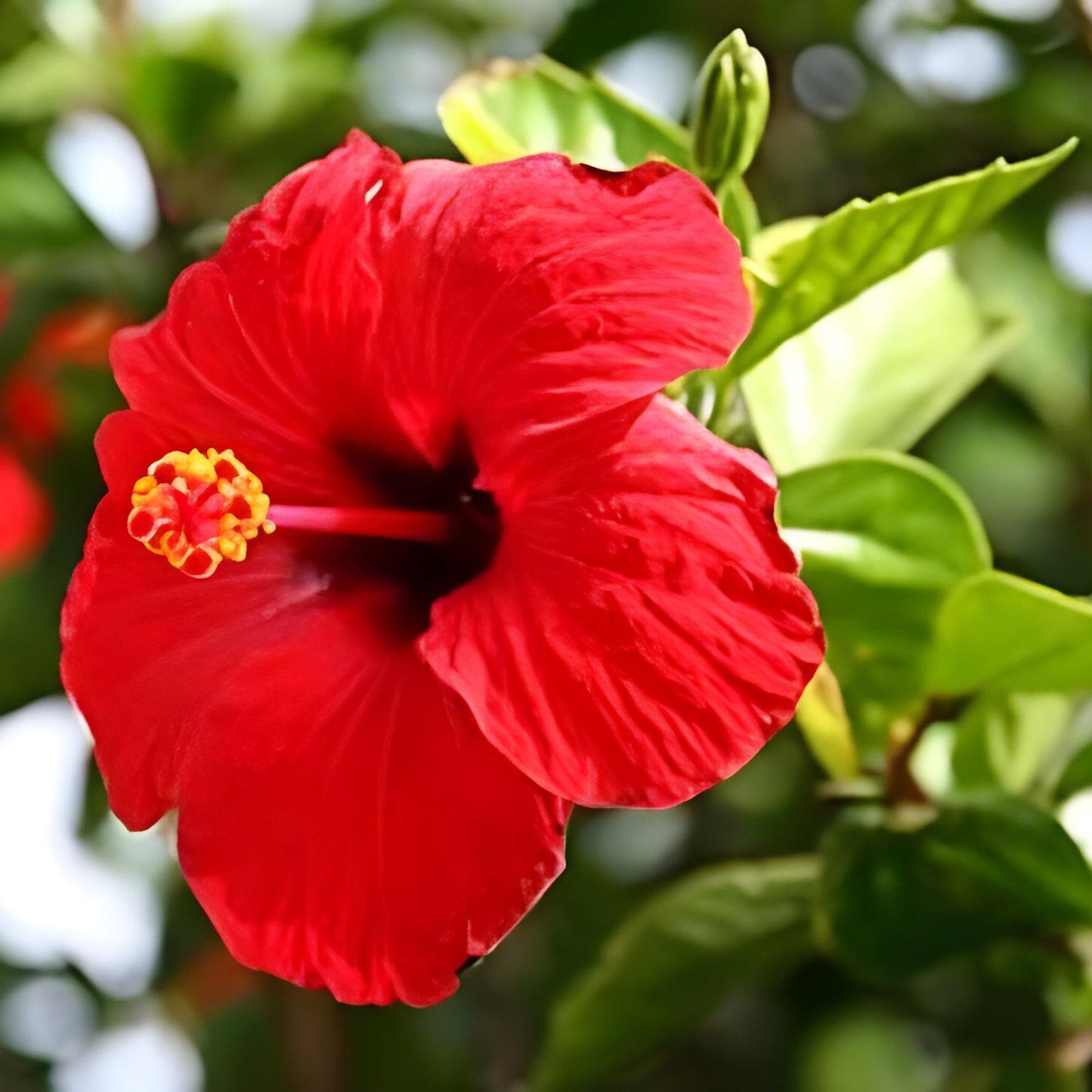Bunga Sepatu Merah - Red Hibiscus Flower (Dried and Powder)