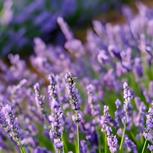 Bunga Lavender Bubuk (Lavandula Powder)