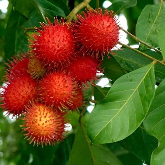 Daun Rambutan - Nephelium Lappaceum Leaves (Dried and Powder)