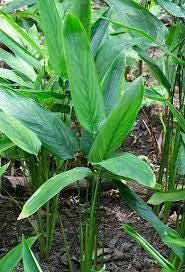 Daun Garut - Maranta Arundinacea Leaf (Dried and Powder)