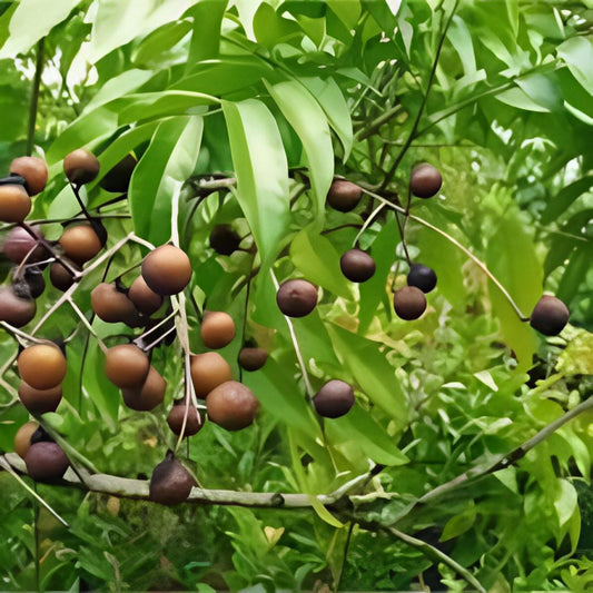 Lerak soapnut/soapberry/klerek (Sapindus rarak)