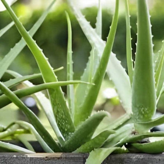 Lidah Buaya Bubuk (Aloe vera Powder)