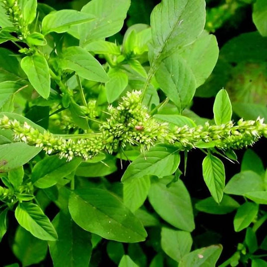 Bayam Duri - Amaranthus spinosus (Powder and Dried)