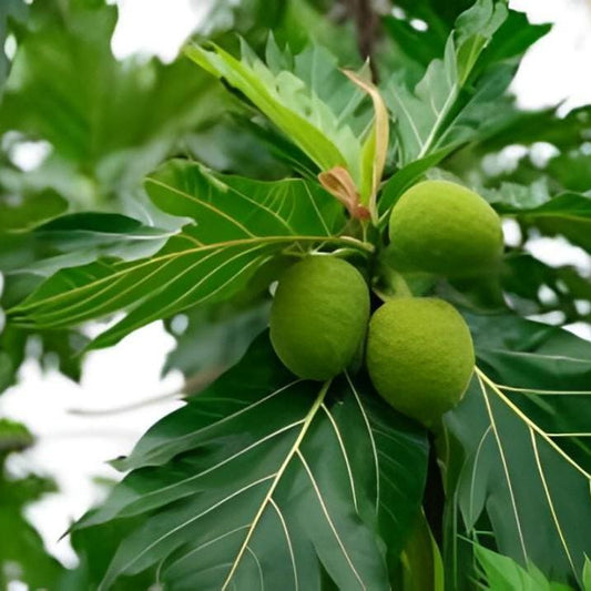 Daun Sukun - Artocarpus Communis Altilis Breadfruit Leaf (Dried and Powder)